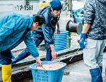 水揚げされた白えび