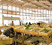 農産物産館 オランチェ