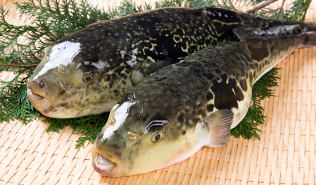 さかな歳時記「二十四節気・大雪」　日本人を幸せにしてくれる魚