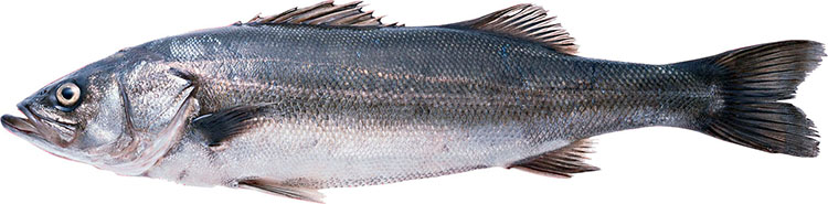 日本の旬を知りたい 二十四節気の魚 8月 和食スタイル 光文社和食プロジェクト