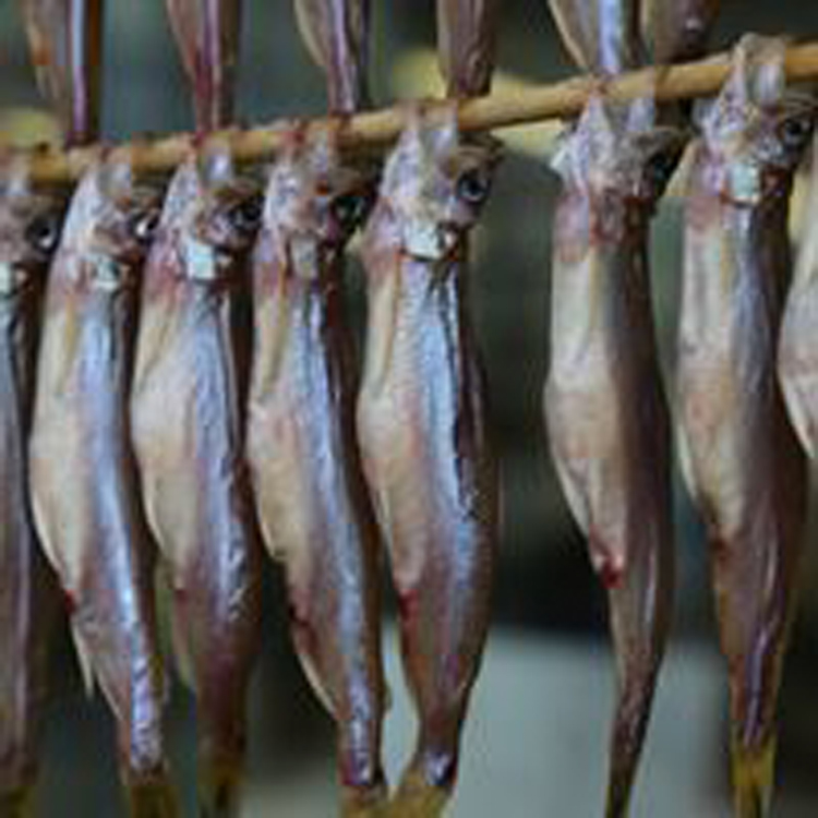 さかな歳時記 二十四節気 霜降 柳の葉が姿を変えた 日本固有の魚 和食スタイル 光文社和食プロジェクト