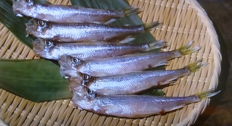 さかな歳時記 二十四節気 霜降 柳の葉が姿を変えた 日本固有の魚 和食スタイル 光文社和食プロジェクト
